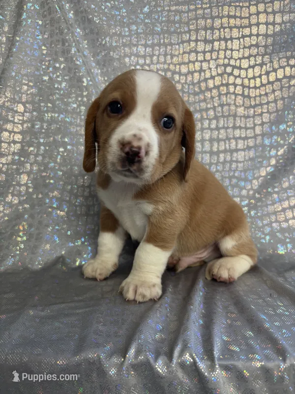 Dixie’s lemon male silver collar – Beagle puppy for sale in Dime Box, TX