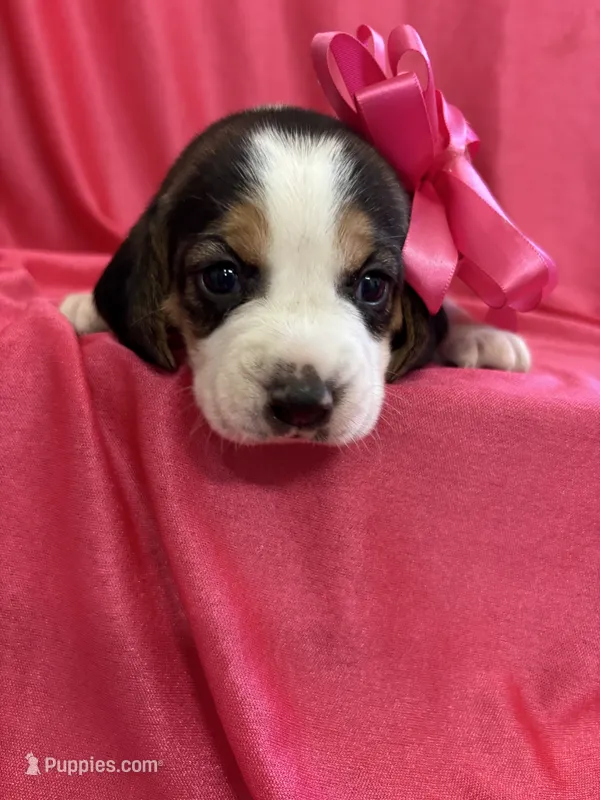 Maci’s pink collar female  – Beagle puppy for sale in Dime Box, TX