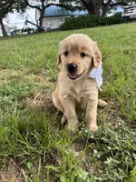White collar golden retriever , a female Golden Retriever for sale in Dime Box, TX – 1 of 1