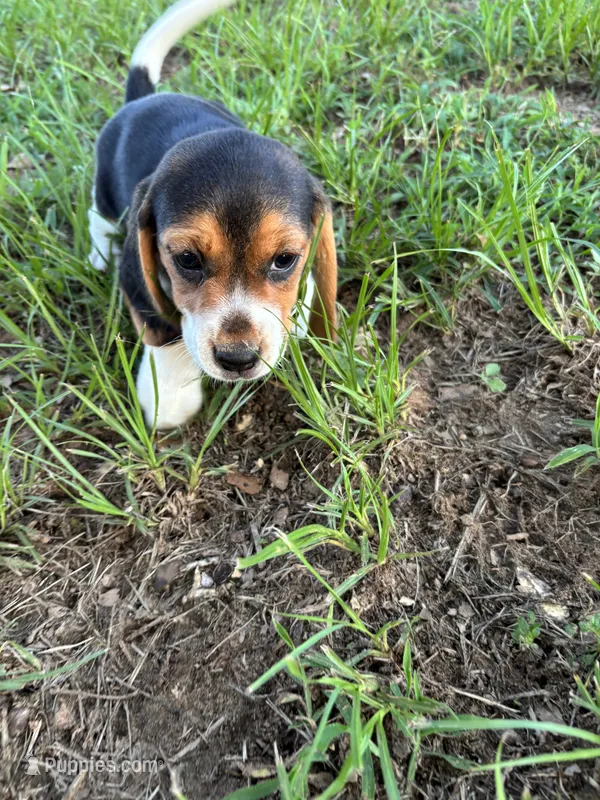 Maci’s purple collar  – Beagle puppy for sale in Dime Box, TX