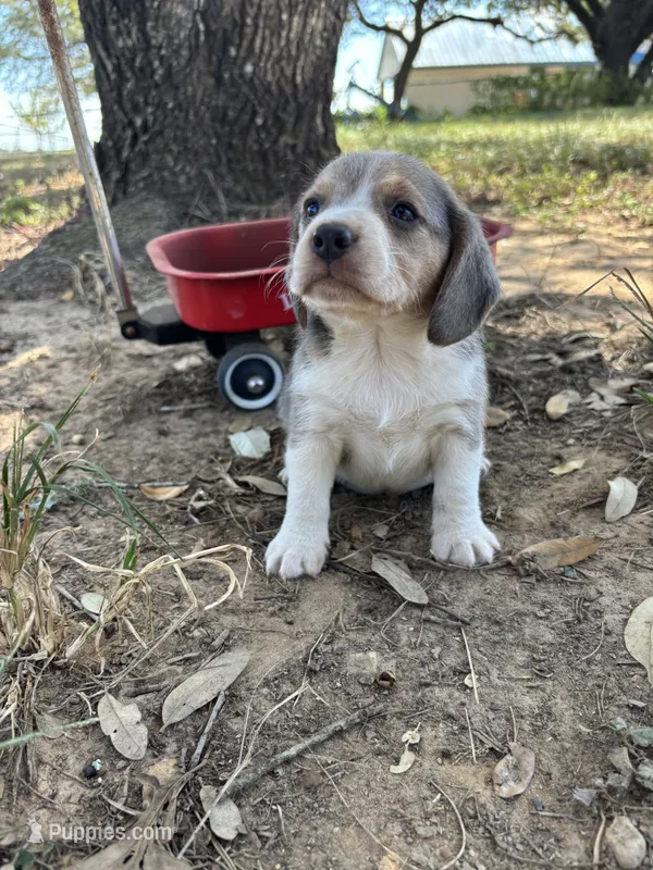 Blue male beagle 1 – Beagle puppy for sale in Dime Box, TX