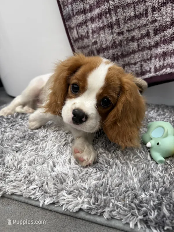 AKC Champ 1 – Cavalier King Charles Spaniel puppy for sale in Dime Box, TX