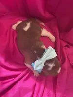 Ella’s Female 3, a female Beagle for sale in Dime Box, TX – 3 of 3