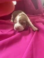 Ella’s Female 1, a female Beagle for sale in Dime Box, TX – 3 of 3