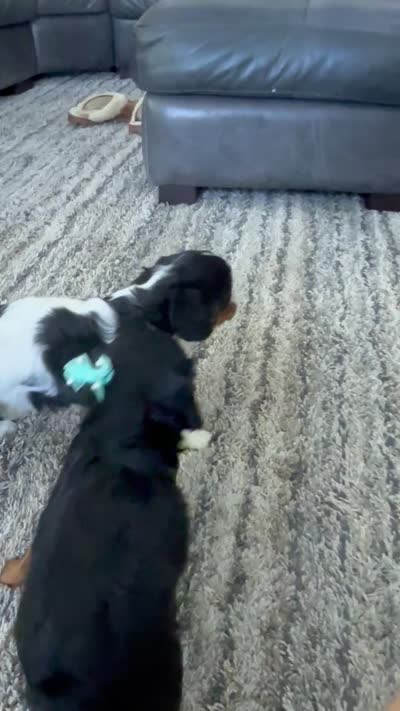 AKC Girl 1, a female Cavalier King Charles Spaniel for sale in Dime Box, TX – 6 of 6