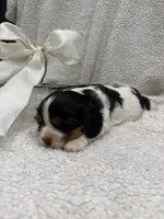 AKC Champ 1, a male Cavalier King Charles Spaniel for sale in Dime Box, TX – 3 of 4