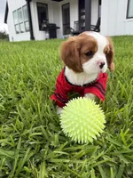 AKC Champ 1, a male Cavalier King Charles Spaniel for sale in Dime Box, TX – 2 of 7
