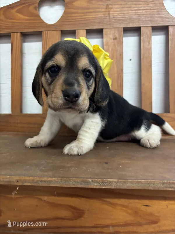 Shasta’s yellow collar female  – Beagle puppy for sale in Dime Box, TX