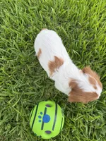AKC Champ 2, a male Cavalier King Charles Spaniel for sale in Dime Box, TX – 5 of 6