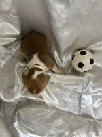 Loretta’s white collar male , a male Beagle for sale in Dime Box, TX – 2 of 2