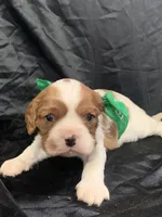 AKC Champ 4, a male Cavalier King Charles Spaniel for sale in Dime Box, TX – Photo 3 of 5