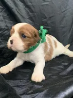AKC Champ 4, a male Cavalier King Charles Spaniel for sale in Dime Box, TX – Photo 4 of 5