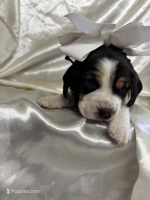 Maci’s white collar female  – Beagle puppy for sale in Dime Box, TX