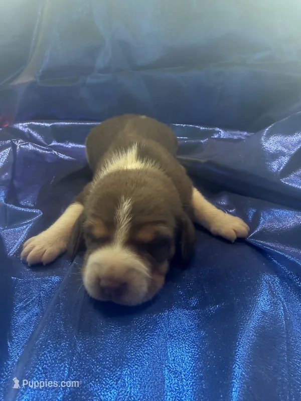 Ella’s Red and White Male – Beagle puppy for sale in Dime Box, TX