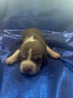 Ella’s Red and White Male, a male Beagle for sale in Dime Box, TX – 1 of 2