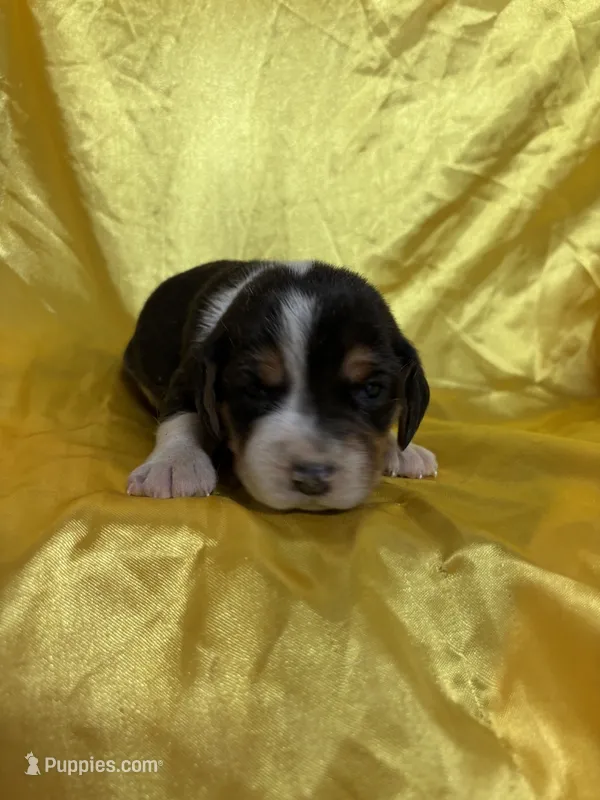 River’s yellow collar female