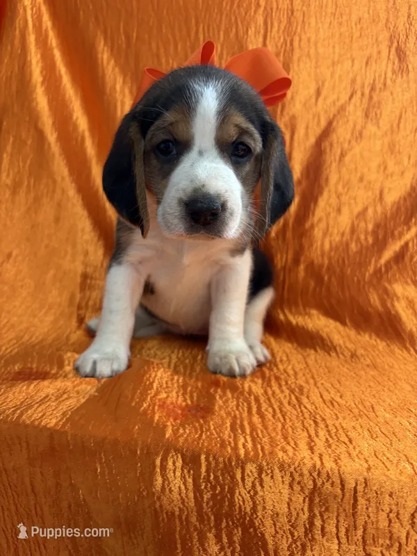 Maci’s orange collar female  – Beagle puppy for sale in Dime Box, TX