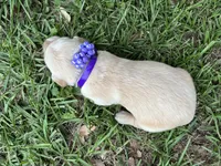 Purple collar golden retriever , a female Golden Retriever for sale in Dime Box, TX – 2 of 2