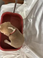 Loretta’s red collar male , a male Beagle for sale in Dime Box, TX – 2 of 2