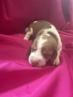 Ella’s Female 1, a female Beagle for sale in Dime Box, TX – 2 of 3