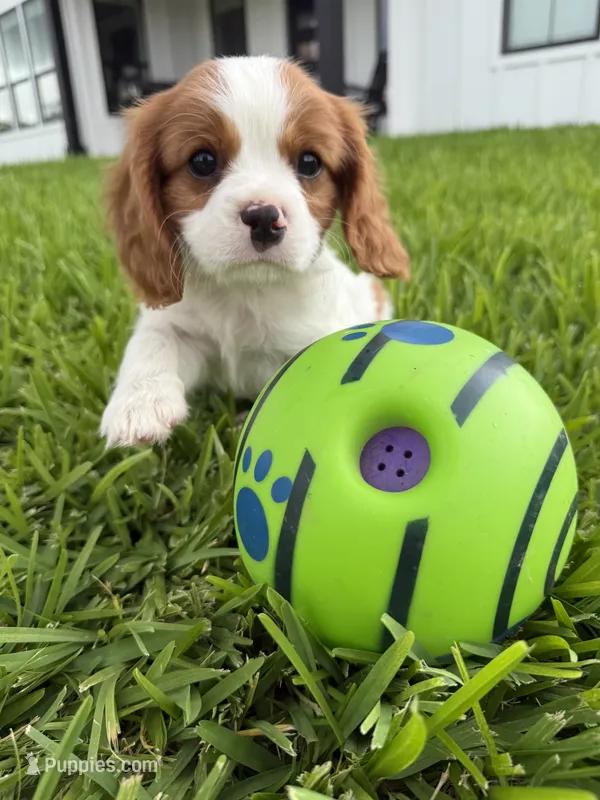 AKC Champ 2 – Cavalier King Charles Spaniel puppy for sale in Dime Box, TX
