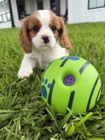 AKC Champ 2, a male Cavalier King Charles Spaniel for sale in Dime Box, TX – 1 of 6