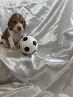 Loretta’s white collar male , a male Beagle for sale in Dime Box, TX – 1 of 2