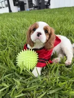 AKC Champ 1, a male Cavalier King Charles Spaniel for sale in Dime Box, TX – 4 of 7