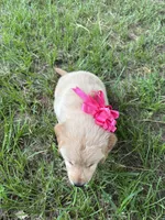 Pink collar golden retriever , a female Golden Retriever for sale in Dime Box, TX – 2 of 2