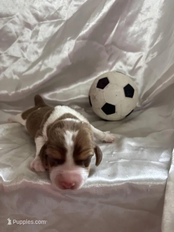 Loretta’s red male soccer ball – Beagle puppy for sale in Dime Box, TX