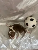 Loretta’s red male soccer ball, a male Beagle for sale in Dime Box, TX – 2 of 2
