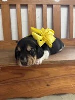 Shasta’s yellow collar female , a female Beagle for sale in Dime Box, TX – 1 of 2