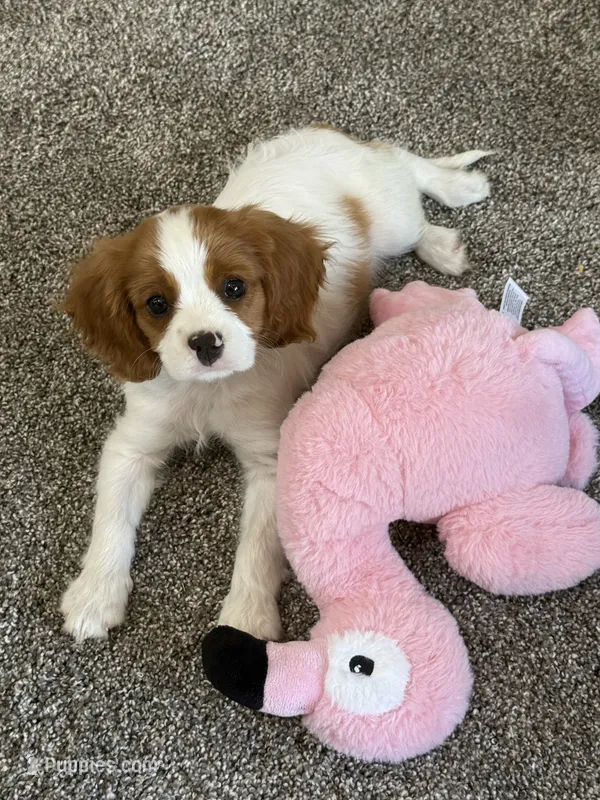 AKC Champ 1 – Cavalier King Charles Spaniel puppy for sale in Dime Box, TX