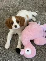 AKC Champ 1, a male Cavalier King Charles Spaniel for sale in Dime Box, TX – 1 of 6