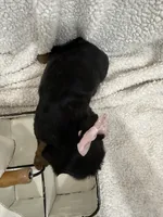 AKC Champ 2, a female Cavalier King Charles Spaniel for sale in Dime Box, TX – 3 of 3