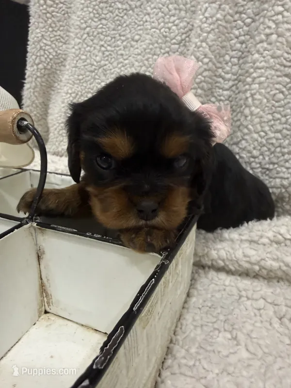 AKC Champ 2 – Cavalier King Charles Spaniel puppy for sale in Dime Box, TX