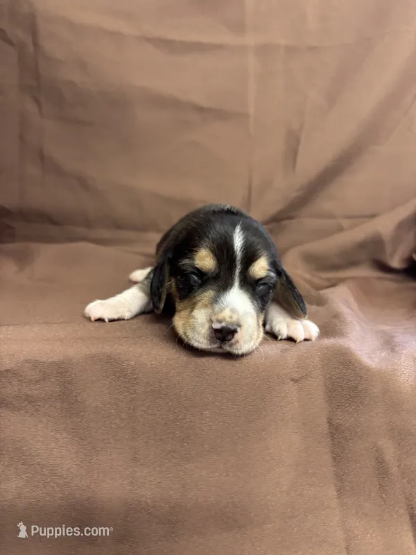 Loretta’s brown collar tri male – Beagle puppy for sale in Dime Box, TX