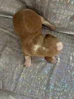 Dixie’s lemon male silver collar, a male Beagle for sale in Dime Box, TX – Photo 2 of 2