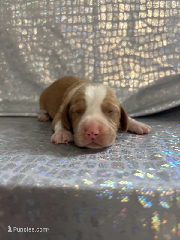 Dixie’s lemon male silver collar – Beagle puppy for sale in Dime Box, TX