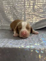 Dixie’s lemon male silver collar, a male Beagle for sale in Dime Box, TX – Photo 1 of 2