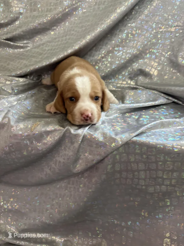 Dixie’s lemon male silver collar – Beagle puppy for sale in Dime Box, TX