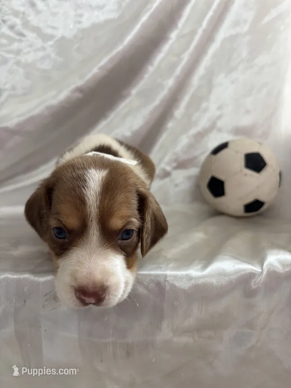Loretta’s red male soccer ball – Beagle puppy for sale in Dime Box, TX