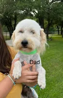 Ms. Honey, a female Miniature Goldendoodle for sale in Austin, TX – 2 of 4