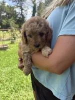 Rosie, a female Miniature Goldendoodle for sale in Austin, TX – 3 of 5