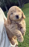 Ms. Honey, a female Miniature Goldendoodle for sale in Austin, TX – 4 of 4