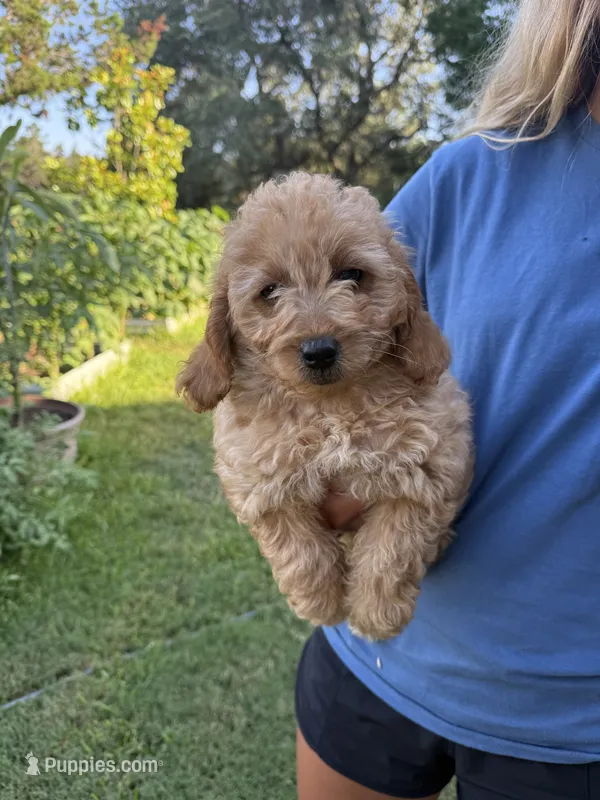 Rosie – Miniature Goldendoodle puppy for sale in Austin, TX