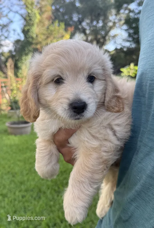 Mr. Gray  – Miniature Goldendoodle puppy for sale in Austin, TX