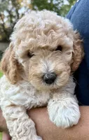 Alfalfa , a male Miniature Goldendoodle for sale in Austin, TX – 1 of 5