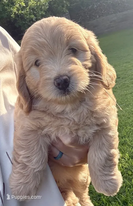 Ms. Honey – Miniature Goldendoodle puppy for sale in Austin, TX