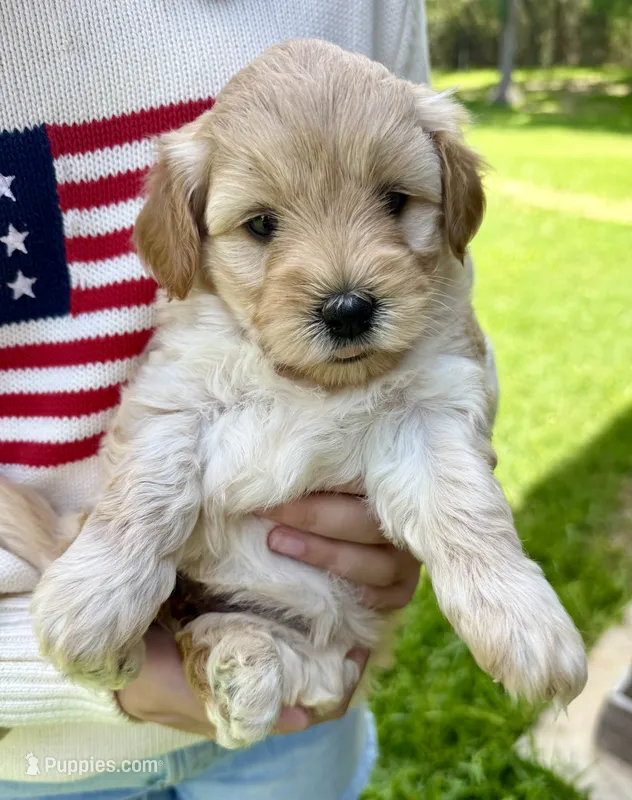 Darla – Miniature Goldendoodle puppy for sale in Austin, TX